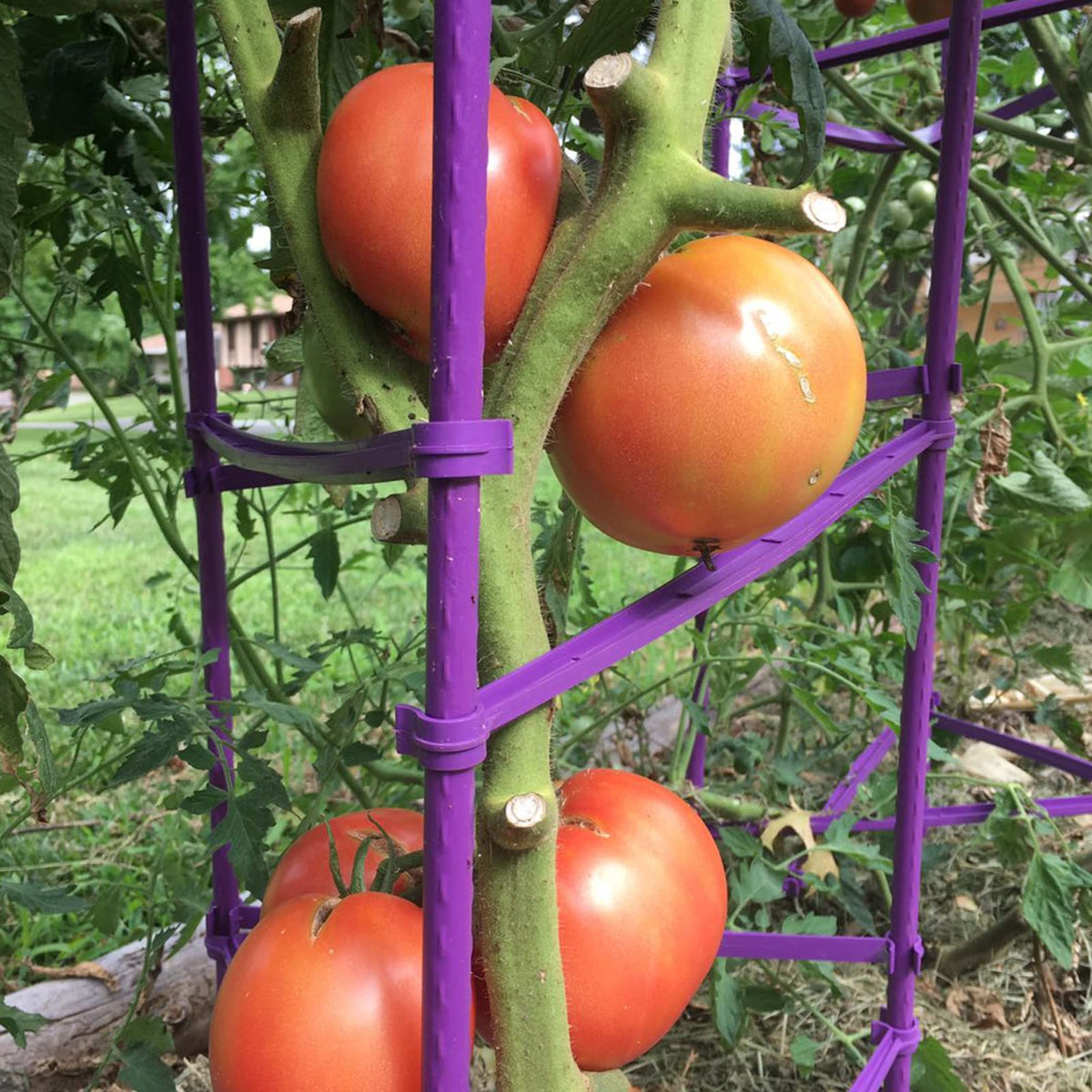 Growsun eggplant climbing-support ready for vertical growth