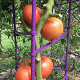 Growsun eggplant climbing-support ready for vertical growth