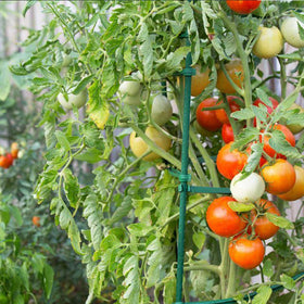 Growsun 25-pack stakes for versatile garden use