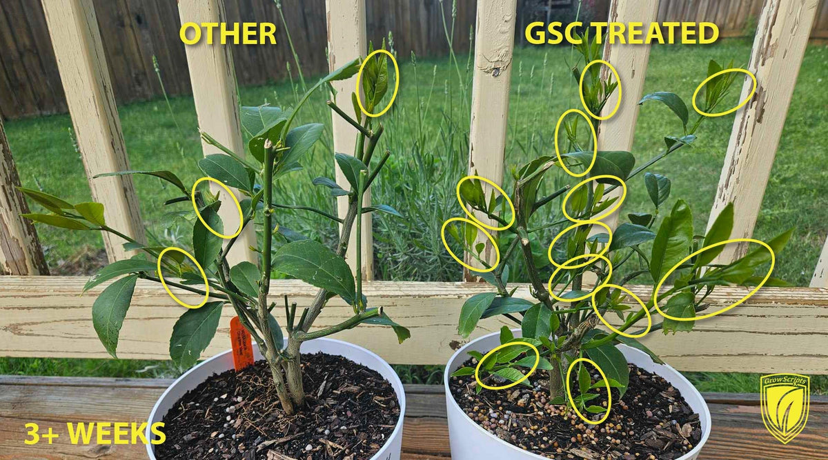 GrowScripts Citrus Fertilizer Kit balcony garden with citrus shows vibrant foliage and fruit