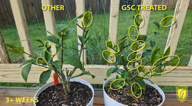 GrowScripts Citrus Fertilizer Kit balcony garden with citrus shows vibrant foliage and fruit