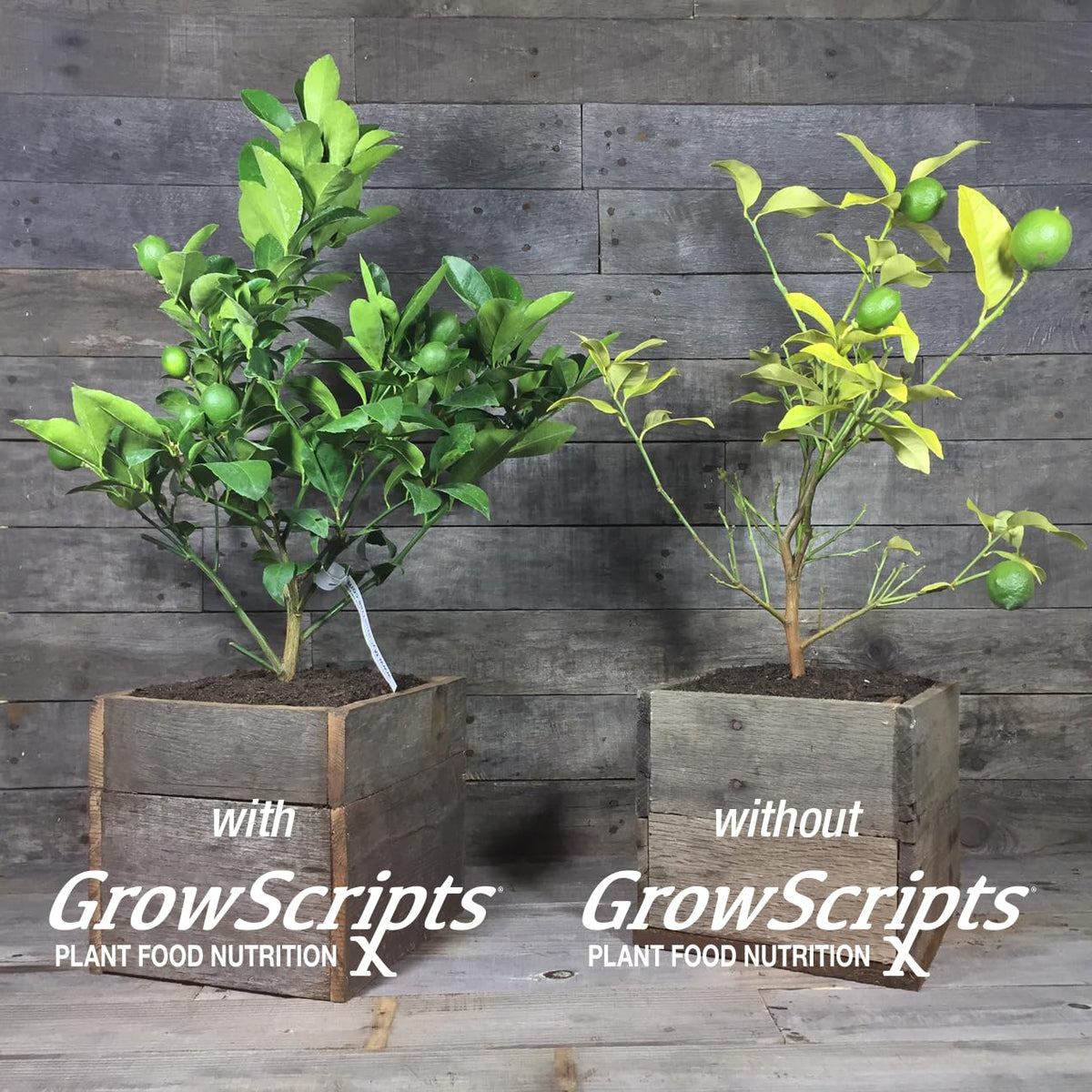 GrowScripts Citrus Fertilizer Kit liquid micronutrients bottle enhances leaf color and vitality