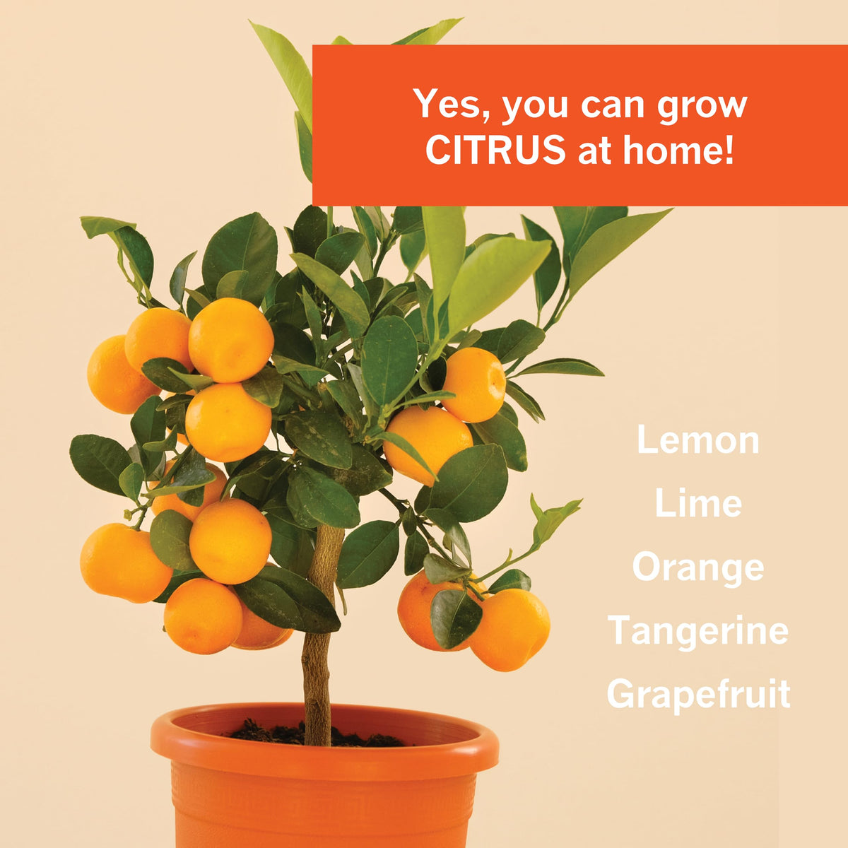 GrowScripts Citrus Fertilizer Kit packaging box neatly organized for easy setup