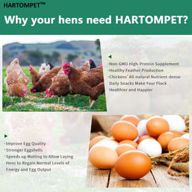 Chickens enjoying Hartompet snacks, a flavorful protein boost during free-range time