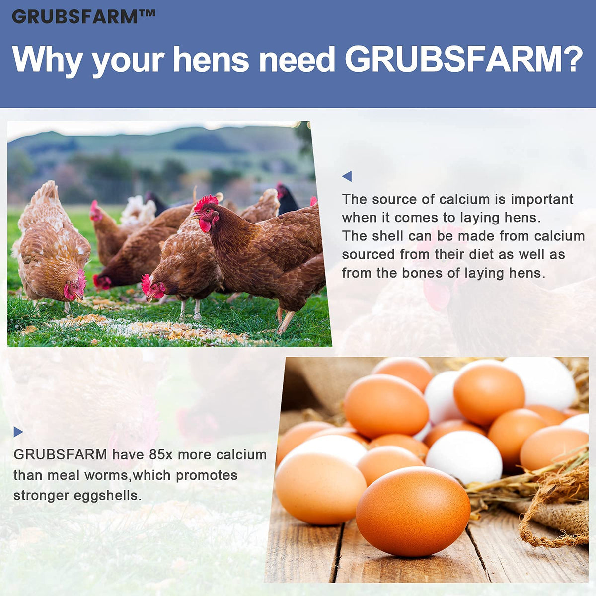 GRUBSFARM BSF larvae support molting and energy for laying hens.