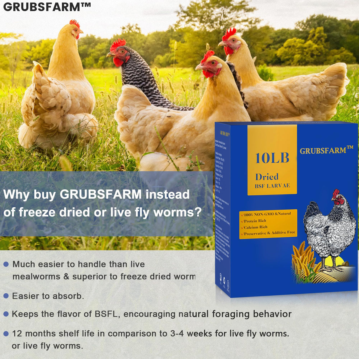 Hens with visibly sturdy eggshells after GRUBSFARM feeding calcium boost