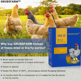 Hens with visibly sturdy eggshells after GRUBSFARM feeding calcium boost