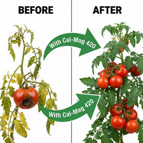 GS Plant Foods Cal-Mag 420 Dry suited for soil, coco and hydro growing systems.