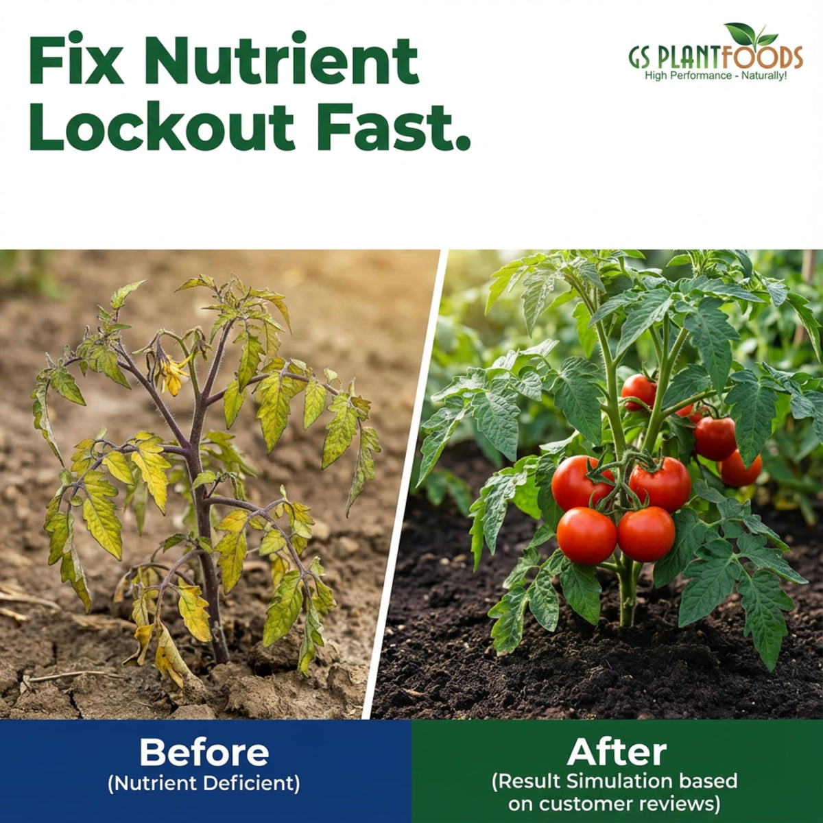 Healthy garden plants after GS Plant Foods treatment