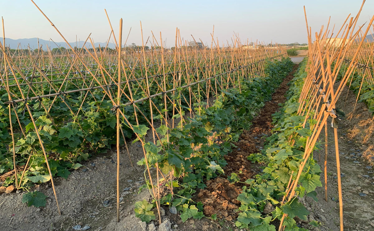 GUANGYE bamboo stake for beans supports climbing vegetables effectively