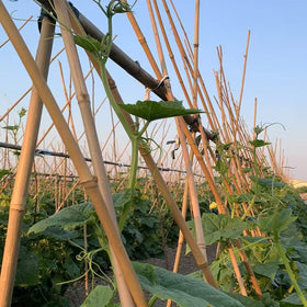 GUANGYE bamboo stake for vegetables supports tall plants