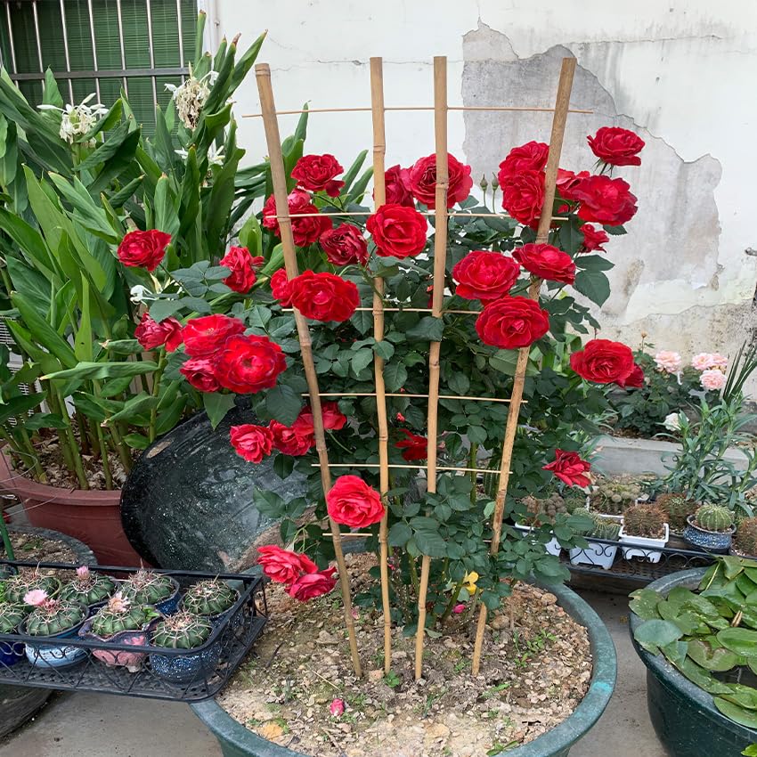 GUANGYE bamboo trellis in pot setup demonstrates easy upward growth for balcony herbs.