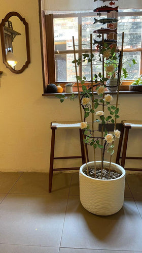 GUANGYE Hoya plant support trellis helps vines reach light and display foliage.