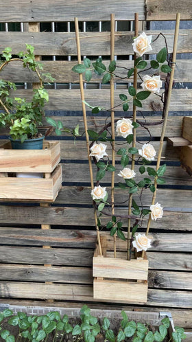 GUANGYE ladder-style indoor plant support helps vines grow upward gracefully.