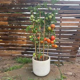 GUANGYE outdoor garden trellis grouped offers decorative screens and vertical interest.