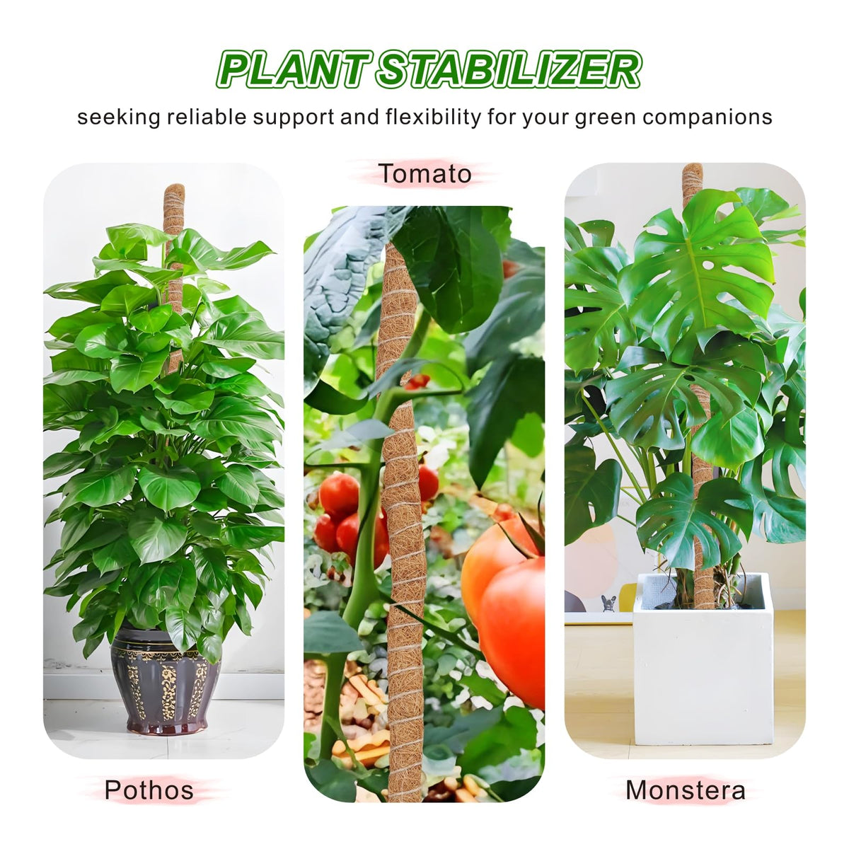 GUIDOT plant stakes provide flexible support for shaping climbing plants