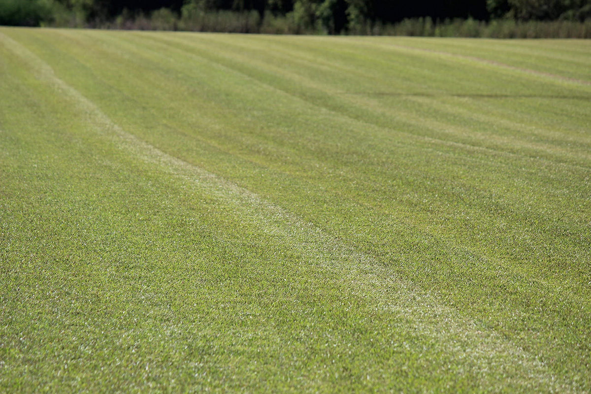 Gulf Kist Centipede Seed promotes a dense green lawn under sun.