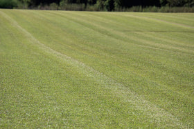 Gulf Kist Centipede Seed promotes a dense green lawn under sun.