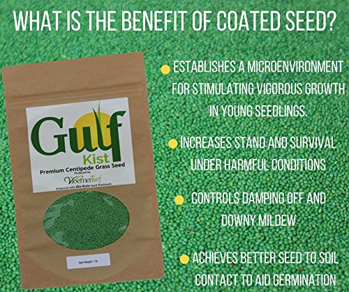 Gulf Kist Centipede Seed germination detail shows even seed distribution.