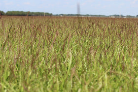 Gulf Kist Centipede Seed package close-up of coated seeds.