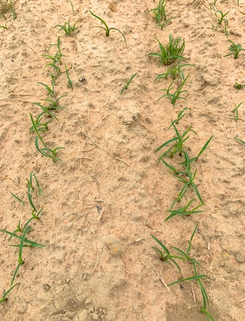 Gulf Kist Centipede Seed ready lawn texture suggests dense turf potential.