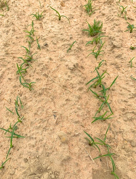 Gulf Kist Centipede Seed ready lawn texture suggests dense turf potential.