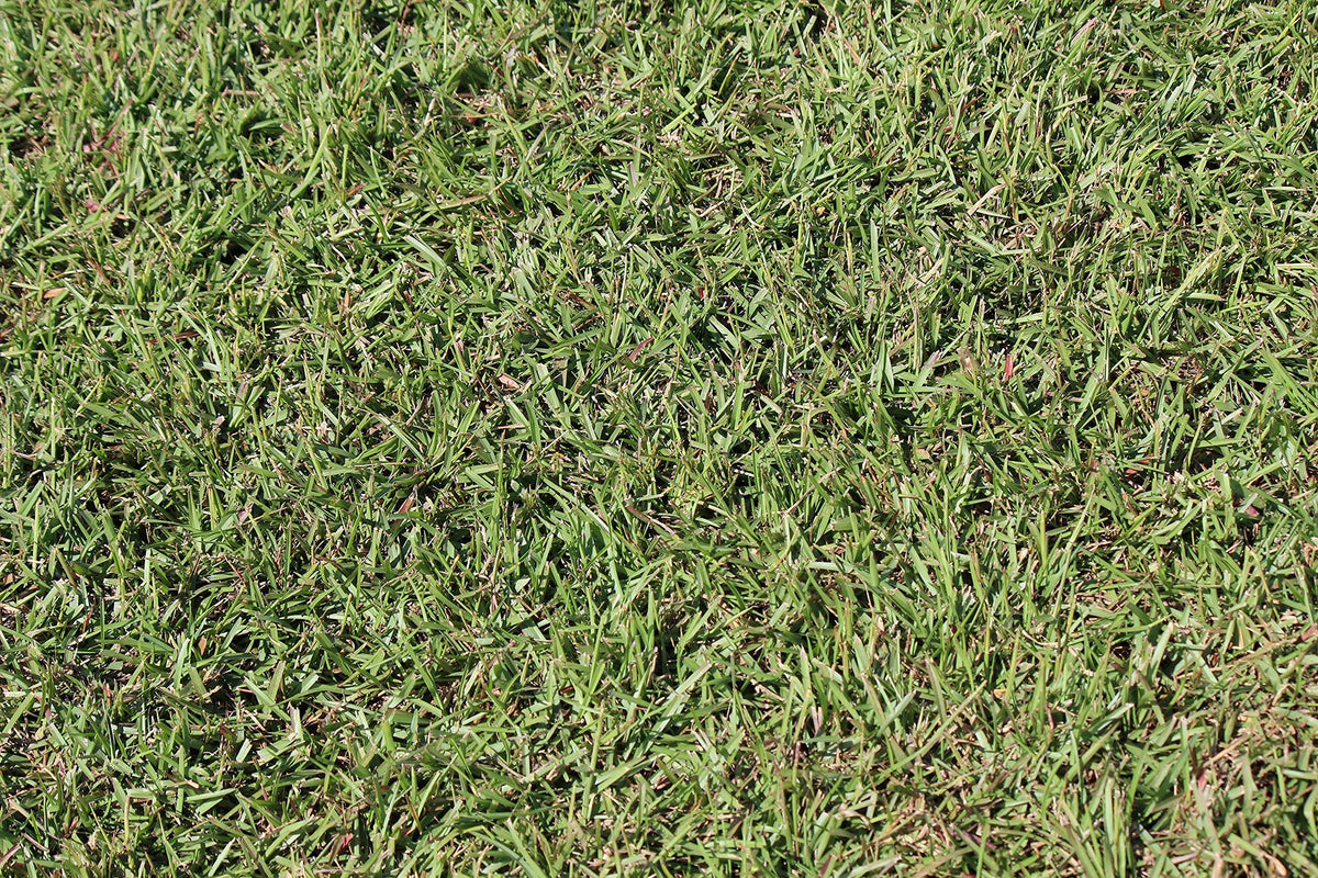 Gulf Kist Centipede Seed shows shade tolerance for mixed light.