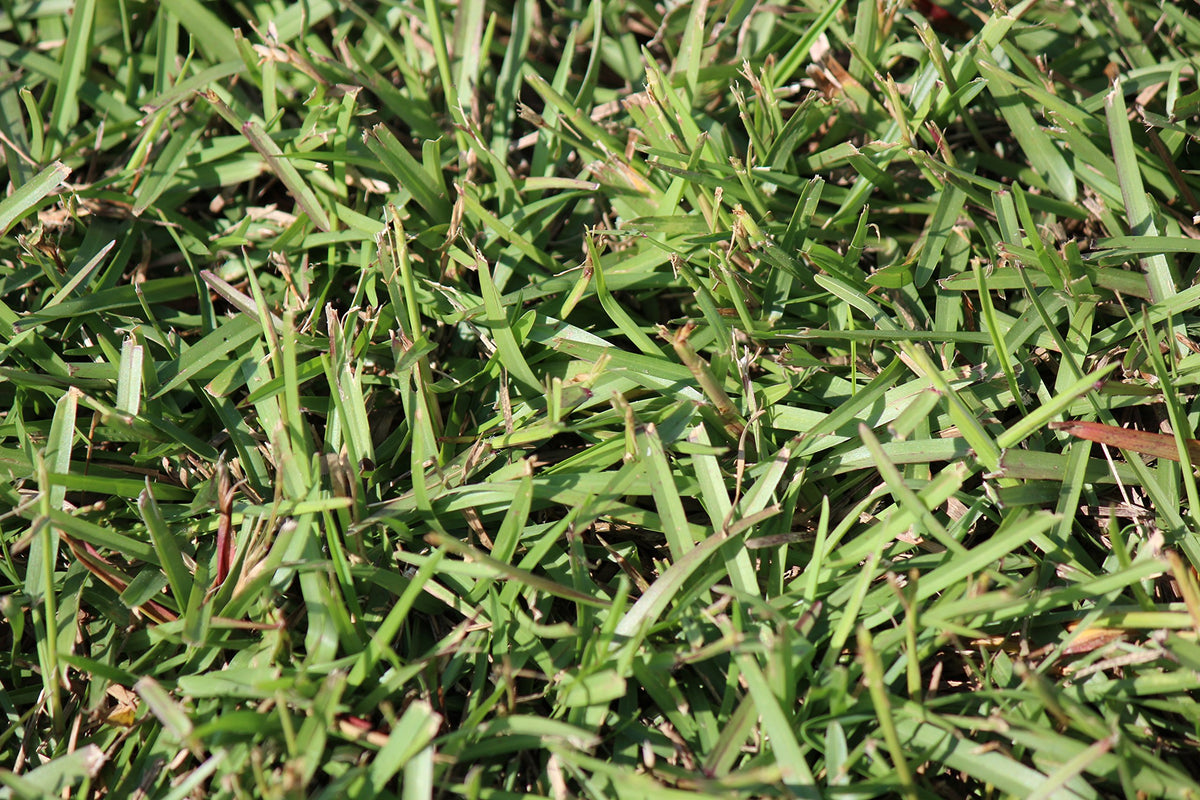 Gulf Kist Centipede Seed supports low maintenance watering.