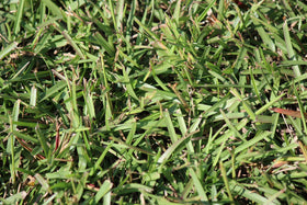 Gulf Kist Centipede Seed supports low maintenance watering.