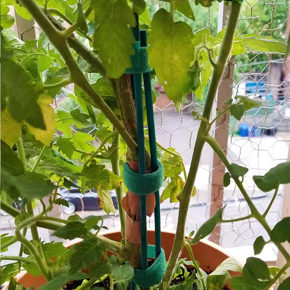 GXXMEI garden stakes support tomatoes, orchids, and other plants outdoors
