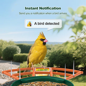 Gyozol Bird Feeder Camera mounted on tree for backyard observation