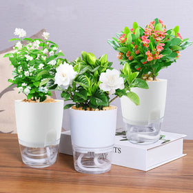 Haawooky self-watering pots double as decorative accents for desks and windowsills.