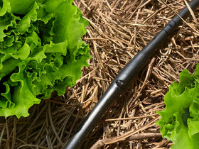 Habitech dripline close-up shows 6-inch emitter spacing for even distribution along beds.