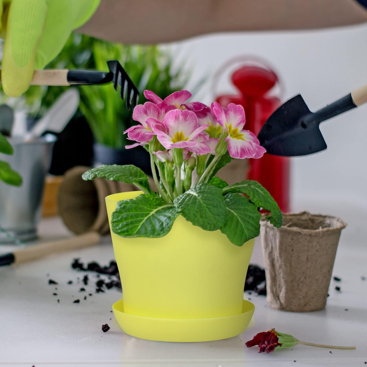 Hahood color variety supports color-coded planting and quick identification.
