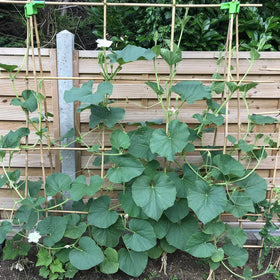HAINANSTRY bean climbing stakes aid vines reaching light.