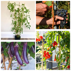 HAINANSTRY indoor outdoor plant support helps monstera and orchids thrive.