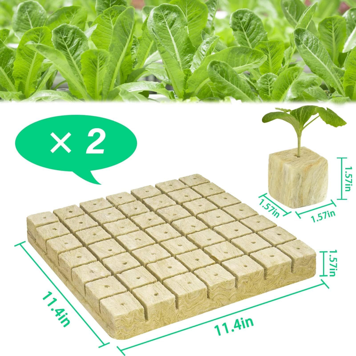 Halatool 1.5-inch cubes ready for hydroponic propagation and easy transplant.
