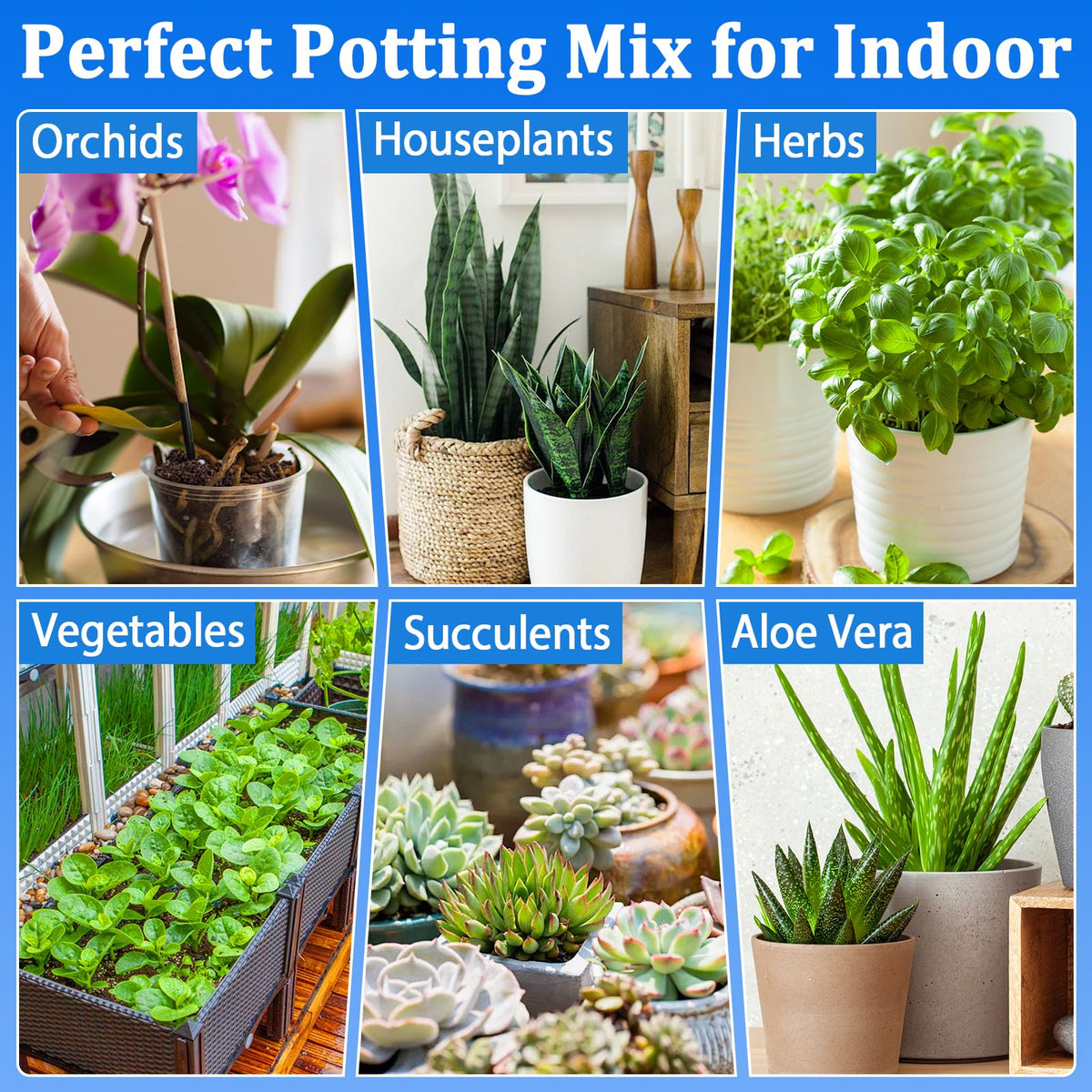 Halatool soil for vegetables and herbs encourages vigorous seedling development