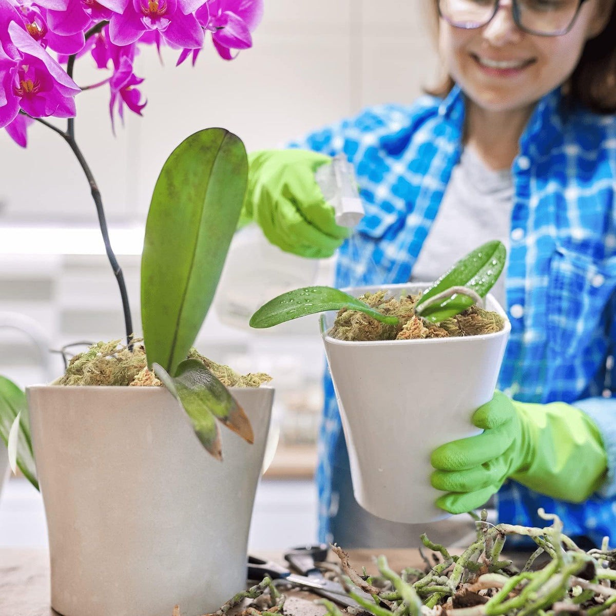 Halatool carnivorous plant moss substrate stabilizes humidity for delicate species.