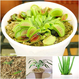 Halatool garden moss for terrariums and crafts adds natural texture.