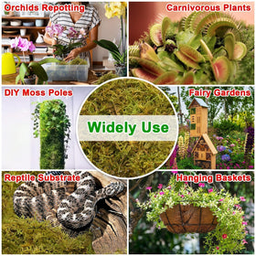Halatool moisture-retention moss aids humidity control in terrariums and pots.