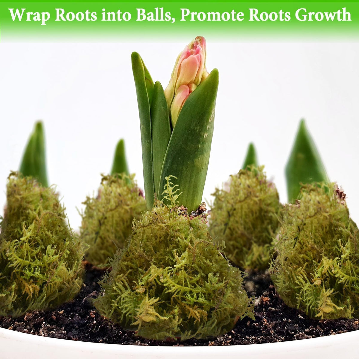Halatool reptile substrate moss provides natural habitat feel and moisture balance.