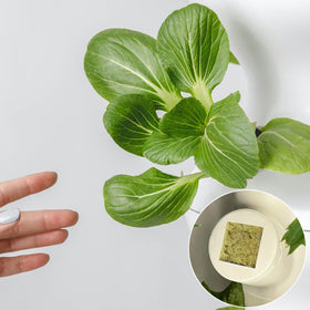 Halatool rockwool cube offers strong air permeability for roots.
