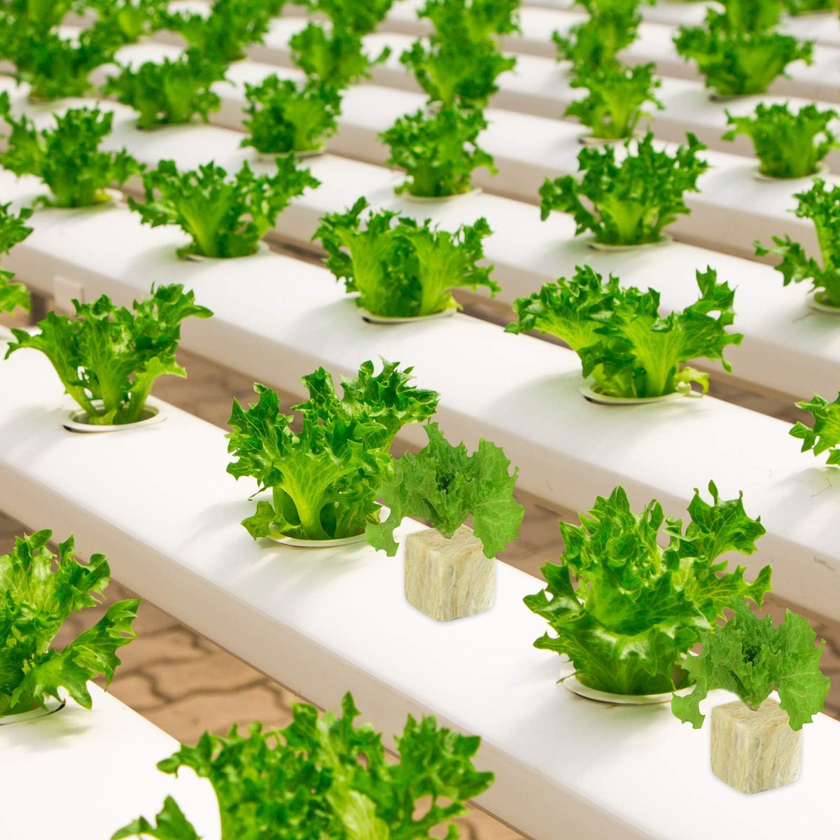 Halatool rockwool cubes enable cutting propagation and cloning success.
