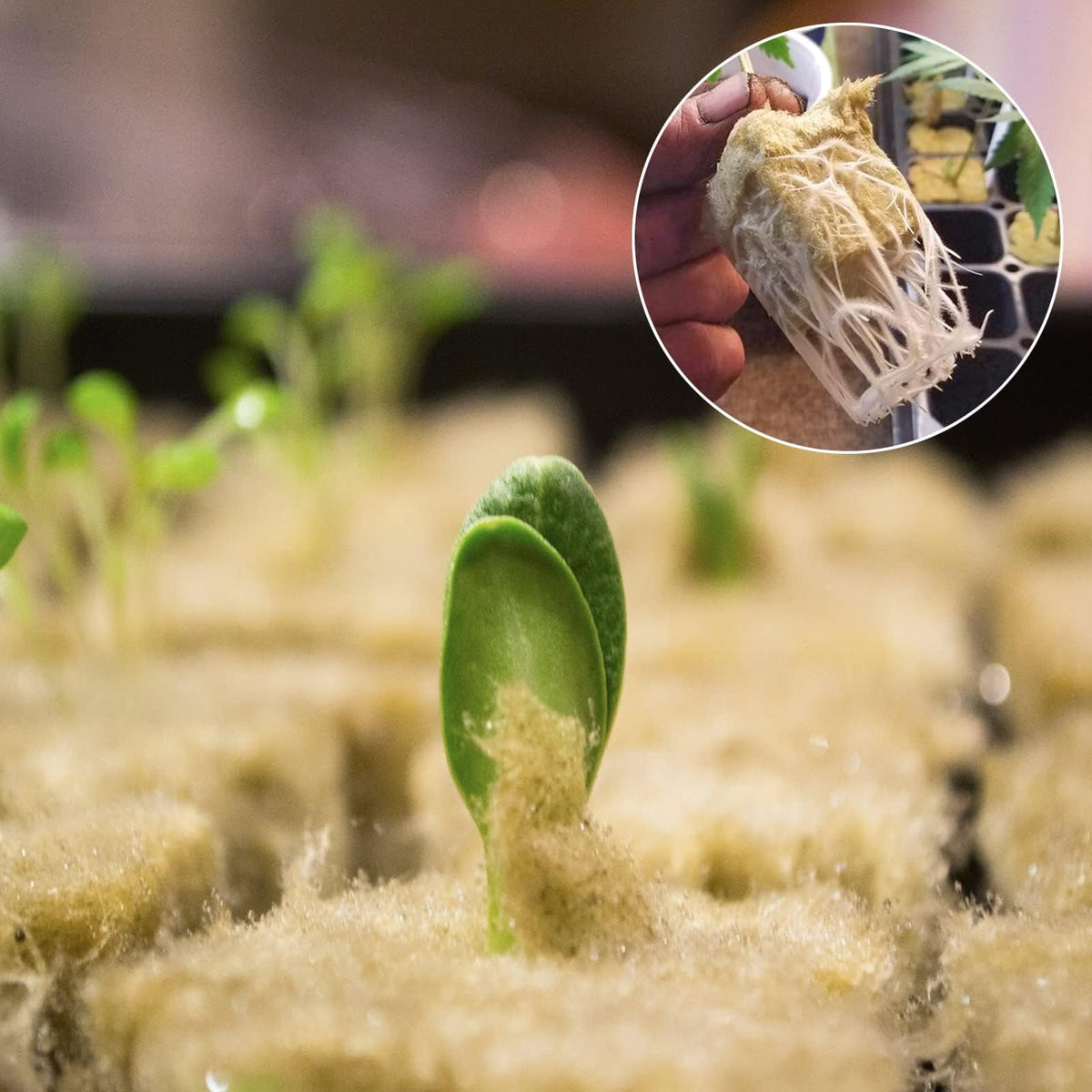 Halatool 1inch rockwool cube simplifies transplanting to net pots.