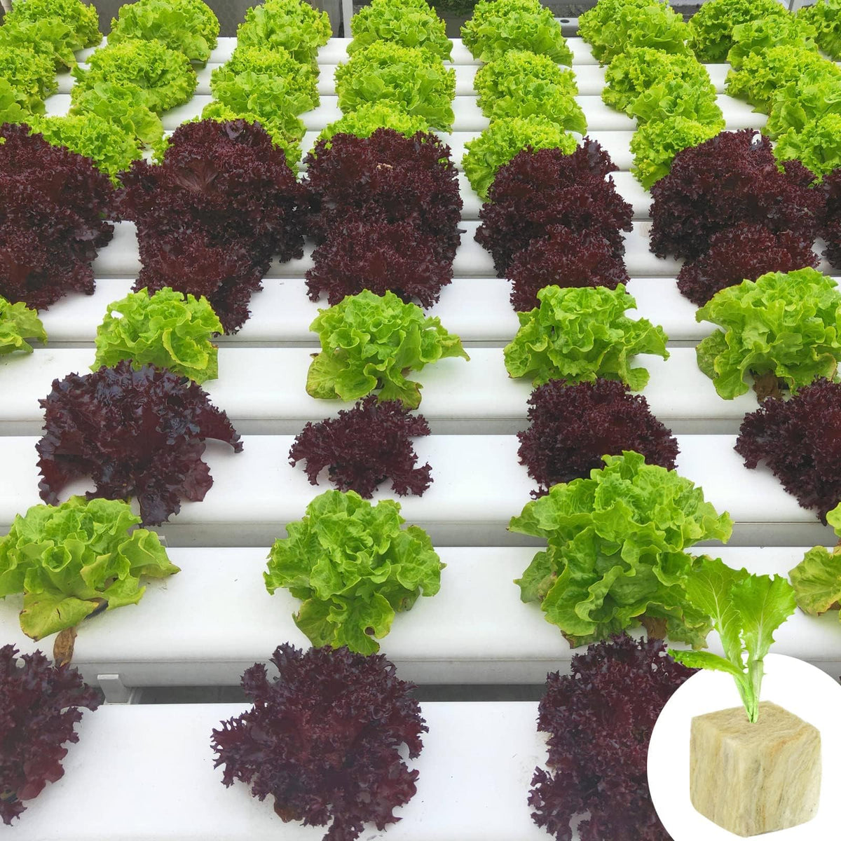 Halatool rockwool cubes in a cloning hydroponics setup.