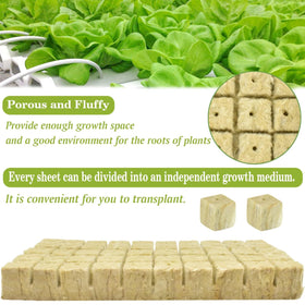 Halatool rockwool cubes demonstrating root growth in hydroponics.