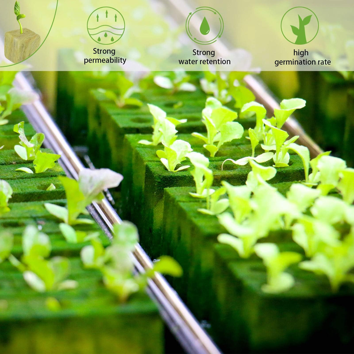 Halatool rockwool cubes support root penetration and healthy propagation.