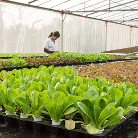 Halatool rockwool sheets bundle provides four sheets for early plant starts.