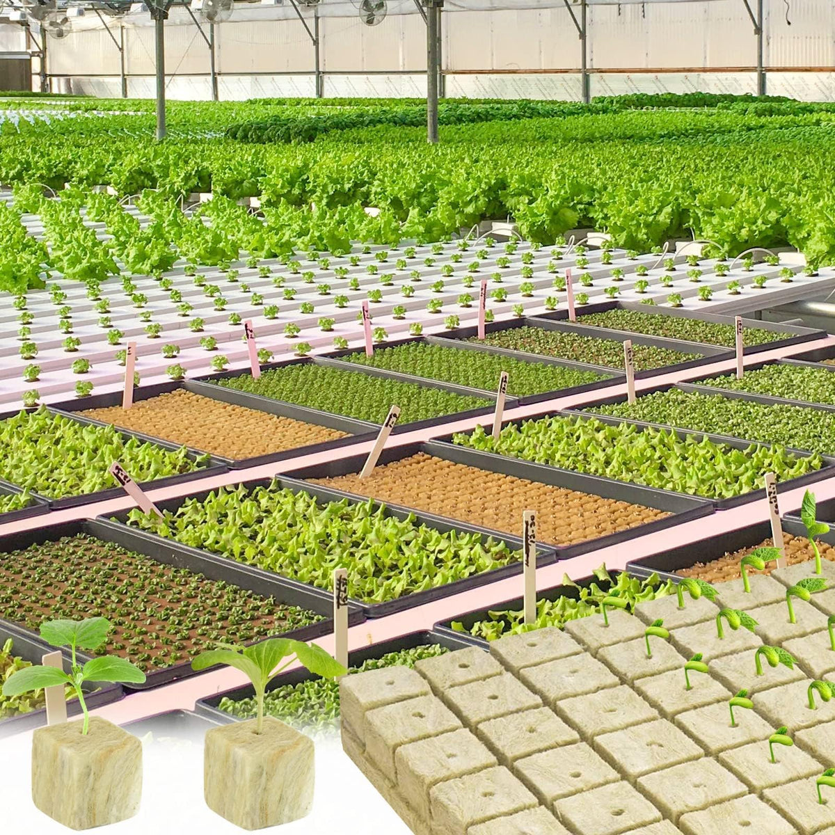Halatool setup for seed propagation and cloning in soilless gardens.